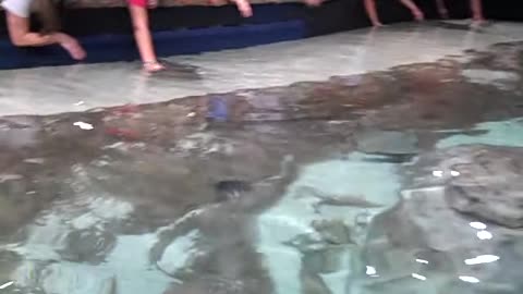 My wife_s first contact with a Sting Ray, IN ATLANTA THE SHEA SHOW