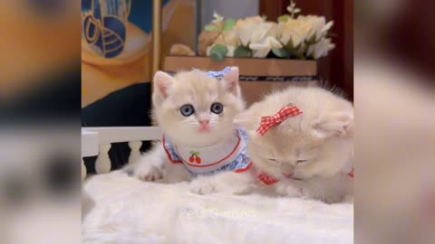 Funny dog and cat