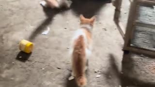 😂🐱 Real Life Tom vs. Jerry! | FunFM