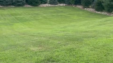 12pcs Round Wood Slices Unfinished Natural Wood Crafting Slices for DIY Crafts Wood Cup Coaster