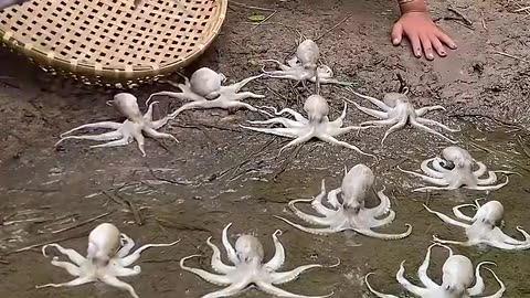 Survival Skills: SIMPLE and USEFUL with octopus