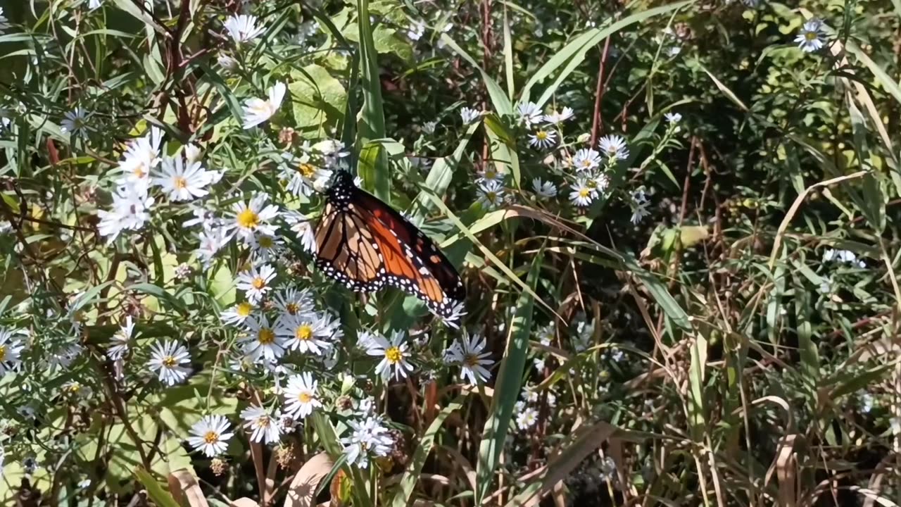 Monarch Butterfly Caterpillar