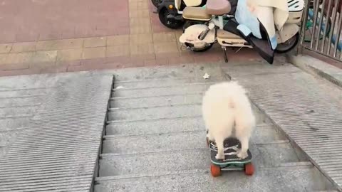 The dog performed a skateboard today.