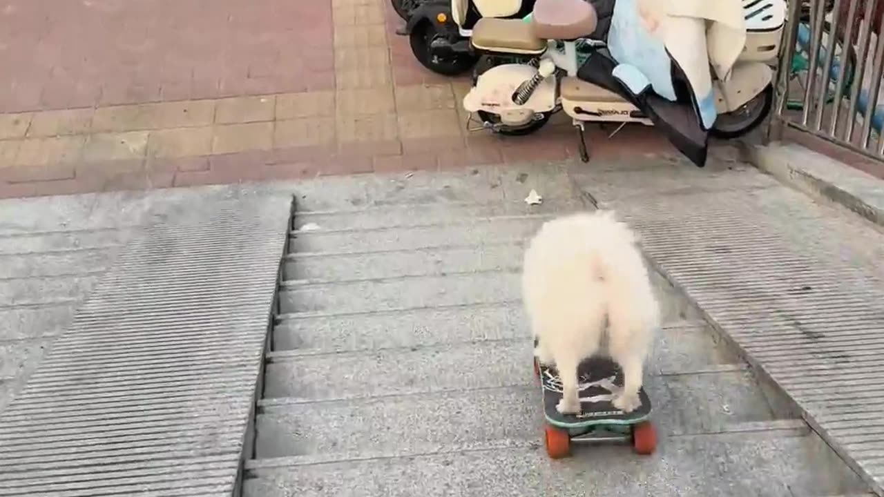 The dog performed a skateboard today.