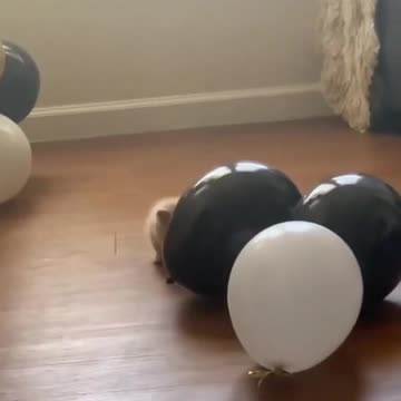 🐶😂 Funny Cats & Dogs Compilation! Hilarious Animal Fails & Cute Moments! 🐱🤣