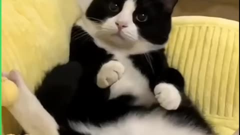 Funny Cat & Cute Kitten😻