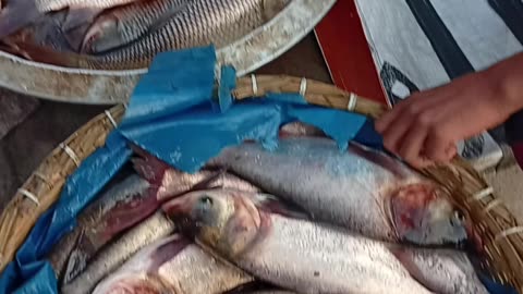 Why Starting a Fish Business in 2025 is a GAME CHANGER