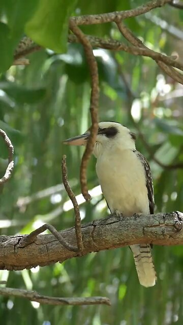 Kookaburra bird laughing