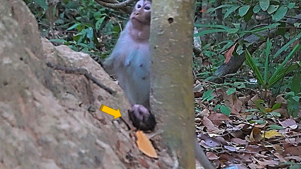 Oh God Helps Mom MOVY Rescued BABY Monkey newborn Mario Stuck His Head