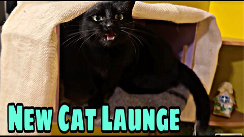 Starting the Cats lounging area 🤗