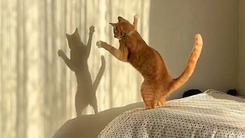 Orange cats are Drama Queens 😺 Funny Cat videos