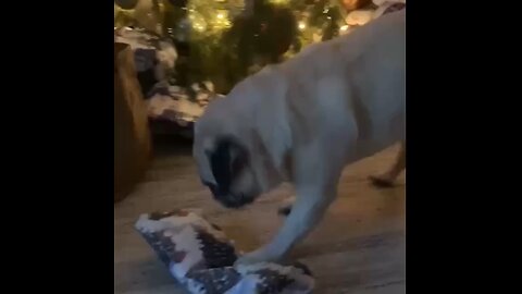 Oscar opening Christmas gifts