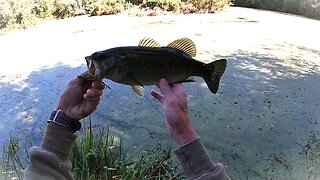 #ftb "From the Bank No.5 - Texas - Rigged Drop Shot " feat: Zoom Fluke