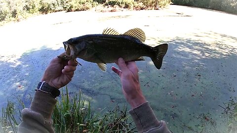 #ftb "From the Bank No.5 - Texas - Rigged Drop Shot " feat: Zoom Fluke