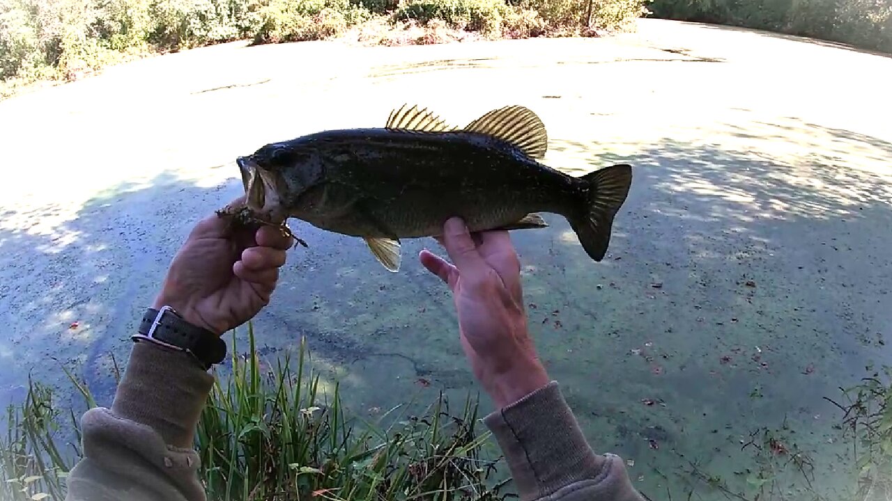 #ftb "From the Bank No.5 - Texas - Rigged Drop Shot " feat: Zoom Fluke