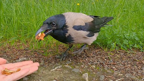 Serving Some More Walnuts and Peanuts for the Hooded Crow