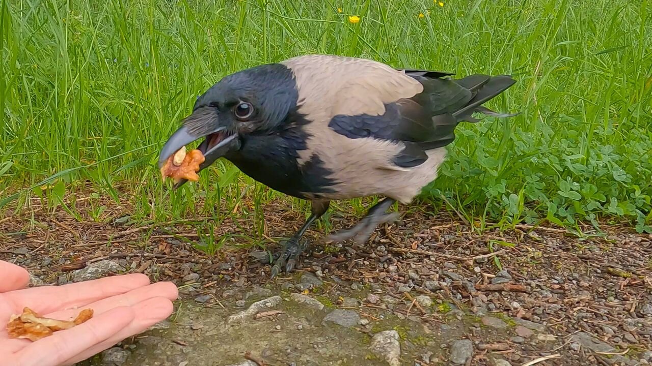 Serving Some More Walnuts and Peanuts for the Hooded Crow