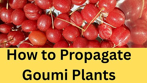 How to Propagate Goumi Plants