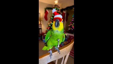 #funny #parrot