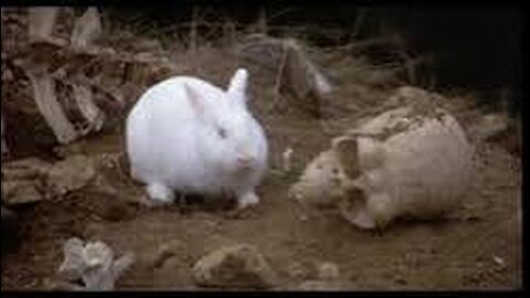 Monty Python (Holy Grail) - Killer Rabbit of Caerbannog Scene