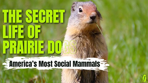 The Secret Life of Prairie Dogs Underground Cities & Social Intelligence
