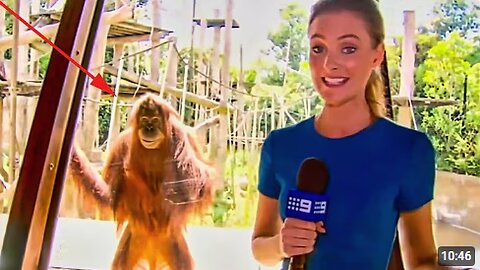 Funniest Animals News Bloopers Of The Decade 😹