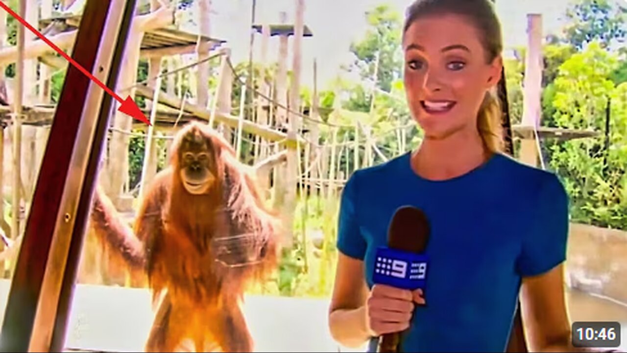 Funniest Animals News Bloopers Of The Decade 😹