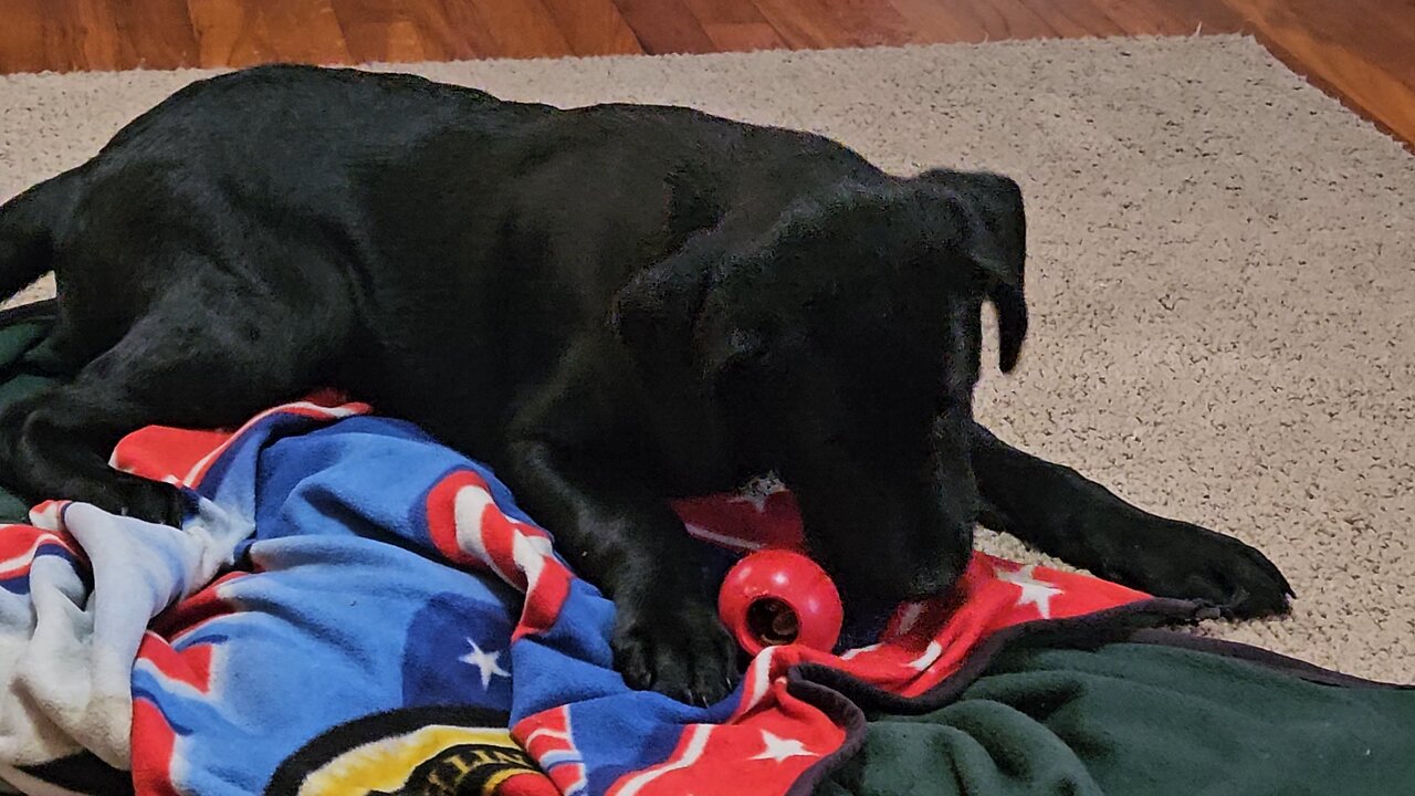 Merry Early Christmas Aurora!