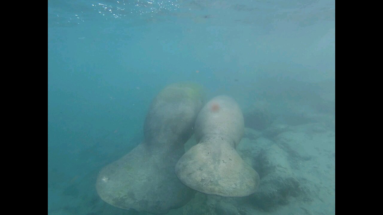 Manatee momma and calf