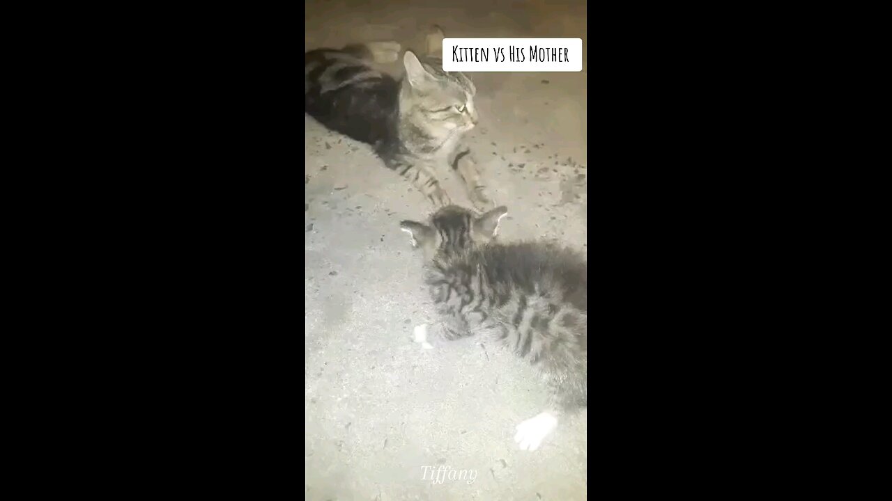 Kitten vs His Mother