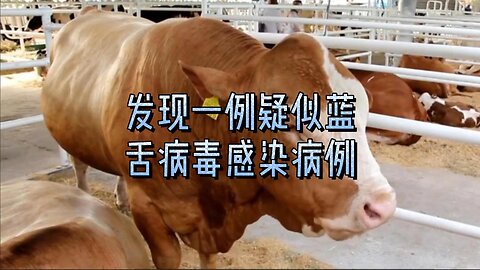 发现一例疑似蓝舌病毒感染病例