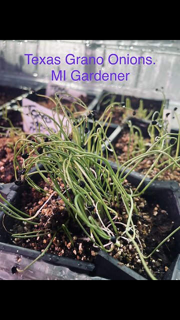 Pennie Fay Garden 2026