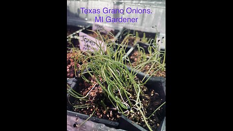 Pennie Fay Garden 2026