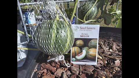 Harvesting Ha'Ogen Cantaloupe 11/4/25