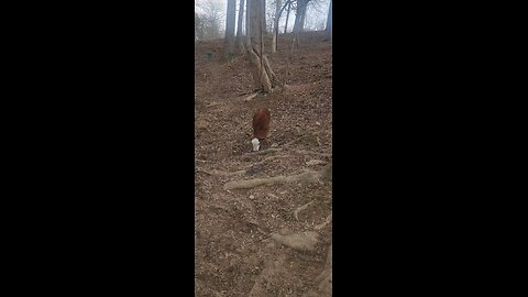 Adorable 3-Day-Old Shorthorn Plus Steer Calf