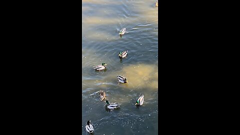Mallard Ducks 🦆 #mallardducks #shorts #viral #trending #ducks #followme