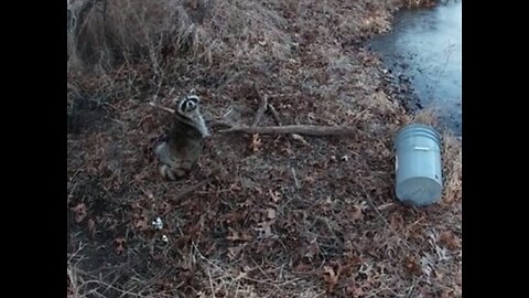 CHECKING BOBCAT SETS FOR THE LAST TIME!