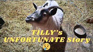 The UNFORTUNATE Story About TILLY Our MEANEST Goat!