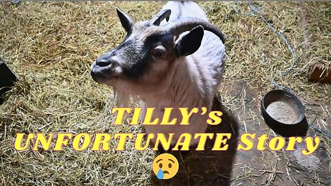 The UNFORTUNATE Story About TILLY Our MEANEST Goat!
