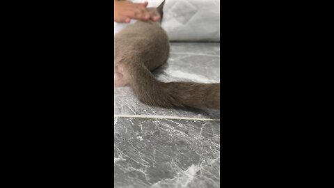 เหมียวขี้อ้อน