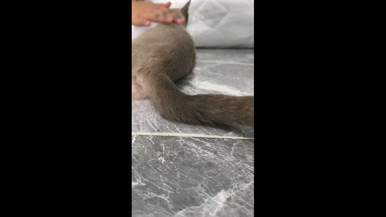 เหมียวขี้อ้อน