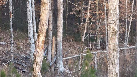 Wahuhi Hunts - Rattlesnake Hill - Jan. 28, 2025 - S2