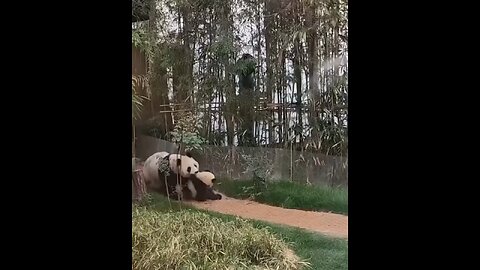 Heart-Melting Moments: Baby Panda Plays Joyfully with Mother!