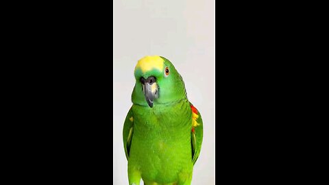 #parrot REMEMBERS NOTHING #celebrate ANYWAY