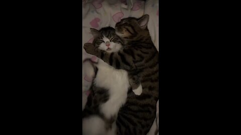 cute animals lovely animals funny moments videos
