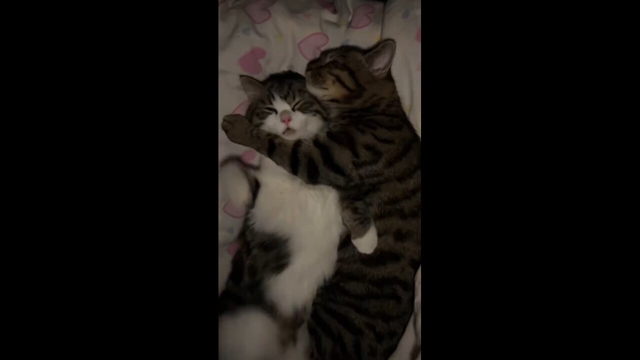 cute animals lovely animals funny moments videos