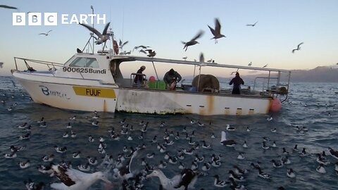 Cheeky Albatross Steal From Fishermen