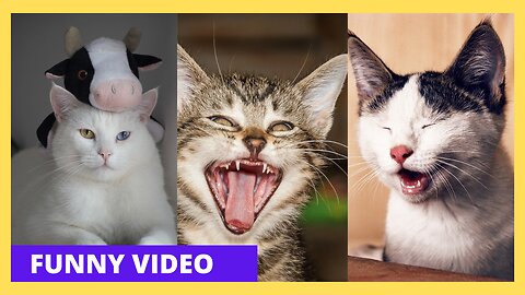 Funny Cat Moments