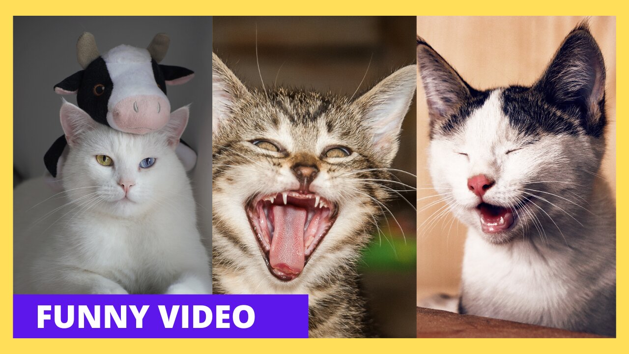 Funny Cat Moments