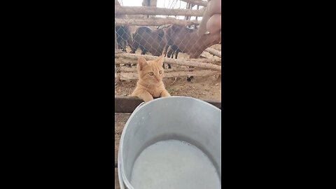 🐈😺 Cat's milk 🍼 Time